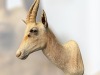 Witte blessbock - zuid-afrika - afbeelding 1 van  5