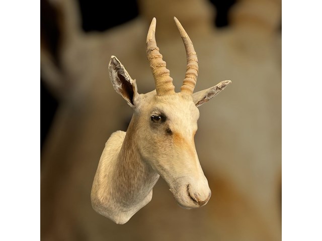 Witte blessbock - zuid-afrika - afbeelding 2 van  5