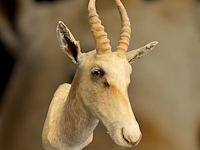 Witte blessbock - zuid-afrika - afbeelding 2 van  5