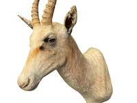 Witte blessbock - zuid-afrika - afbeelding 3 van  5