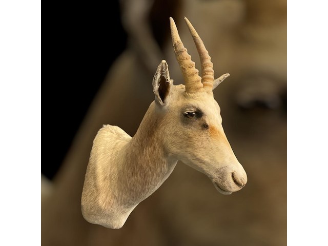 Witte blessbock - zuid-afrika - afbeelding 4 van  5