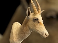 Witte blessbock - zuid-afrika - afbeelding 4 van  5