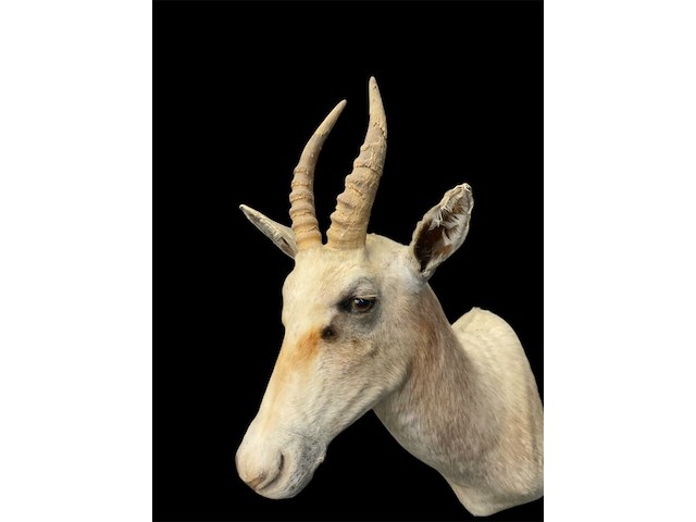 Witte blessbock - zuid-afrika - afbeelding 5 van  5