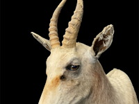 Witte blessbock - zuid-afrika - afbeelding 5 van  5