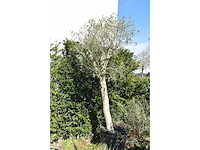 Young skin - olive tree - afbeelding 1 van  2