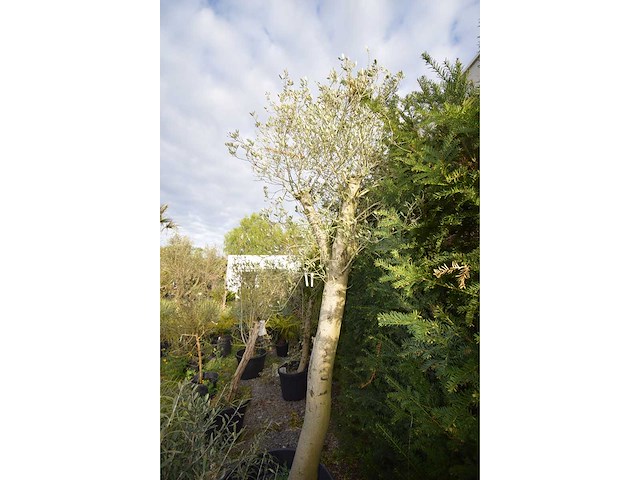 Young skin - olive tree - afbeelding 2 van  2
