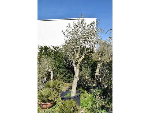 Young skin - olive tree - afbeelding 1 van  3