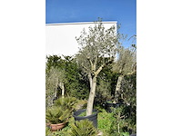 Young skin - olive tree - afbeelding 1 van  3