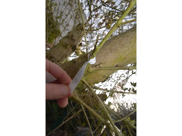 Young skin - olive tree - afbeelding 2 van  3