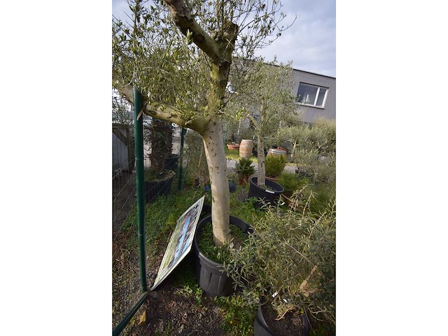 Young skin - olive tree - afbeelding 3 van  3