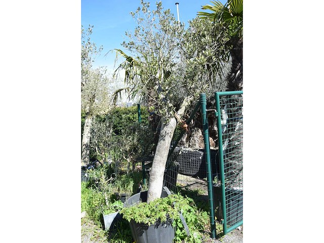 Young skin - olive tree - afbeelding 1 van  5