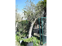 Young skin - olive tree - afbeelding 1 van  5