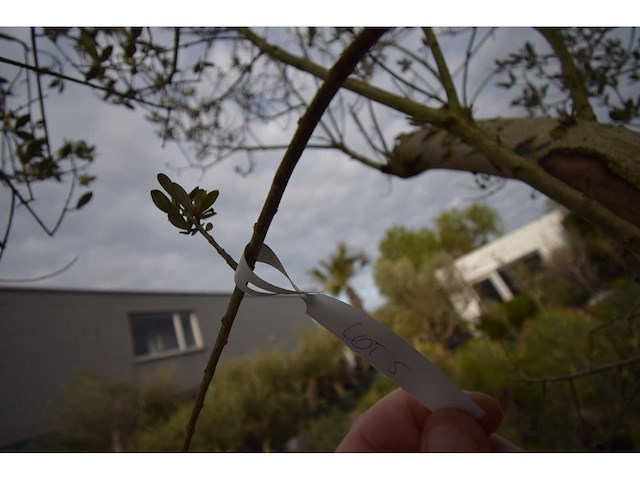 Young skin - olive tree - afbeelding 2 van  5