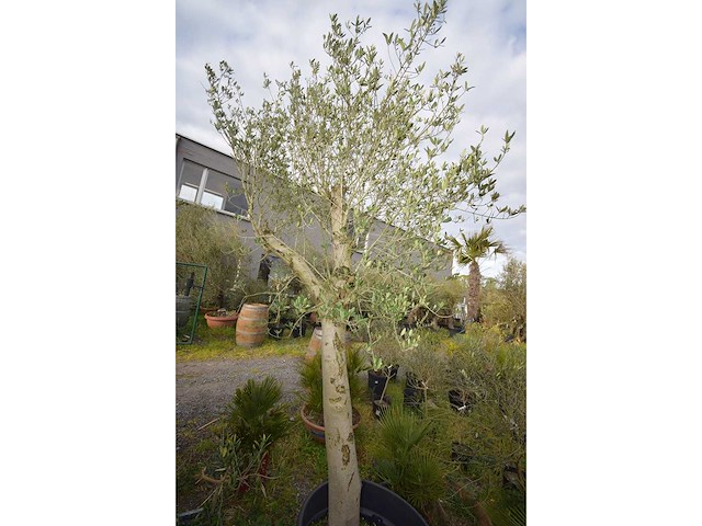 Young skin - olive tree - afbeelding 3 van  5