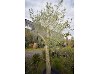 Young skin - olive tree - afbeelding 3 van  5