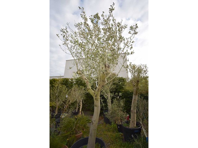Young skin - olive tree - afbeelding 4 van  5