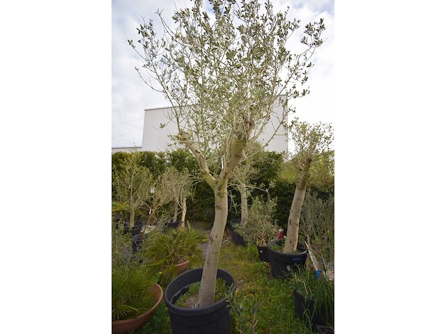 Young skin - olive tree - afbeelding 5 van  5
