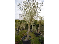 Young skin - olive tree - afbeelding 5 van  5