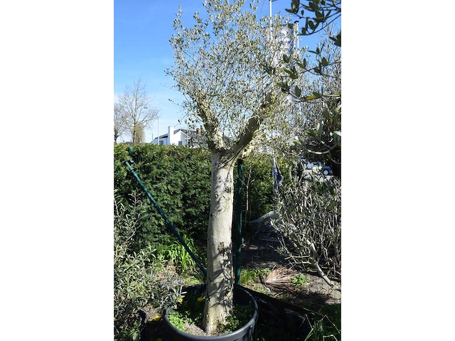 Young skin - olive tree - afbeelding 1 van  3
