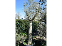 Young skin - olive tree - afbeelding 1 van  3