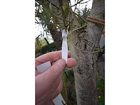 Young skin - olive tree - afbeelding 2 van  3