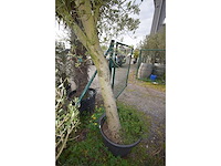 Young skin - olive tree - afbeelding 3 van  3