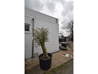 Young skin olive - olive tree - afbeelding 1 van  2