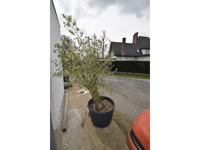 Young skin olive - olive tree - afbeelding 2 van  2