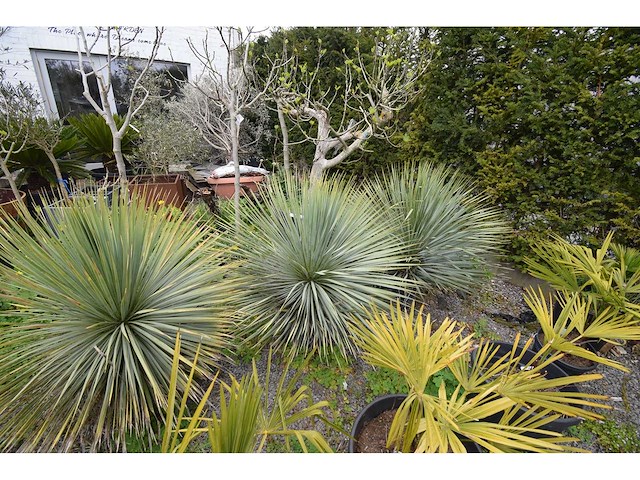 Yucca witte stam - mediterranean tree - afbeelding 2 van  6