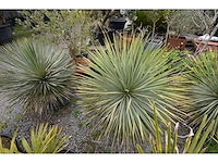 Yucca witte stam - mediterranean tree - afbeelding 4 van  6