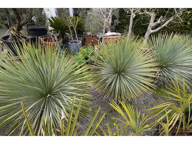 Yucca witte stam - mediterranean tree - afbeelding 5 van  6