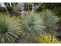 Yucca witte stam - mediterranean tree - afbeelding 7 van  8