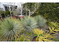 Yucca witte stam - mediterranean tree - afbeelding 3 van  8