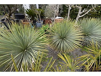 Yucca witte stam - mediterranean tree - afbeelding 7 van  8