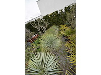Yucca witte stam - mediterranean tree - afbeelding 2 van  9