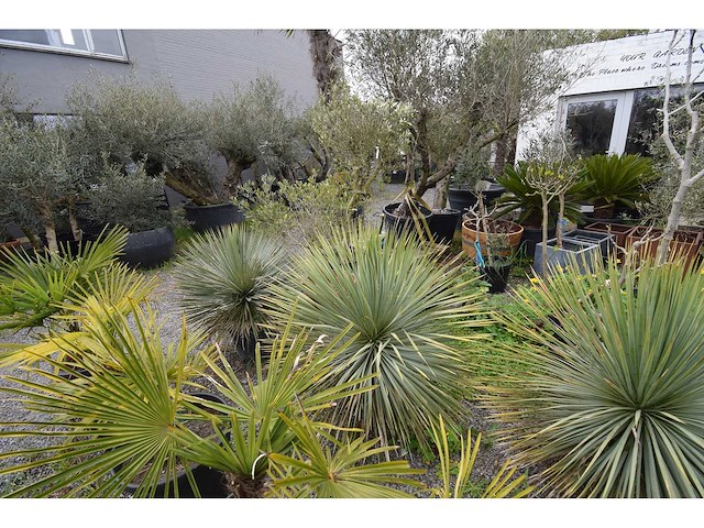 Yucca witte stam - mediterranean tree - afbeelding 4 van  9