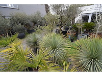 Yucca witte stam - mediterranean tree - afbeelding 4 van  9