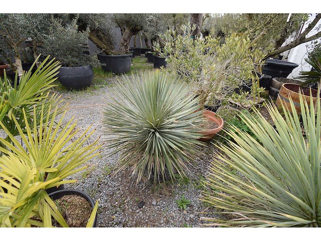 Yucca witte stam - mediterranean tree - afbeelding 5 van  9