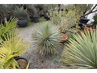 Yucca witte stam - mediterranean tree - afbeelding 5 van  9
