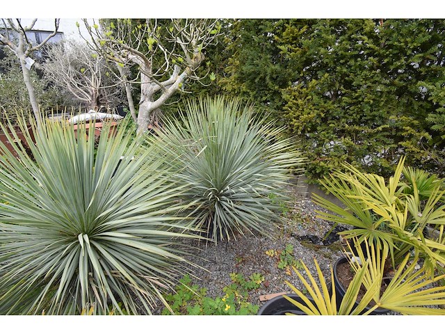 Yucca witte stam - mediterranean tree - afbeelding 9 van  9