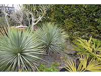 Yucca witte stam - mediterranean tree - afbeelding 9 van  9