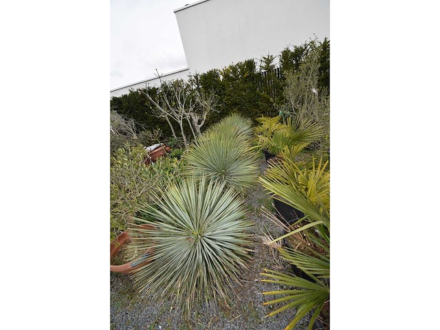 Yucca witte stam - mediterranean tree - afbeelding 1 van  8