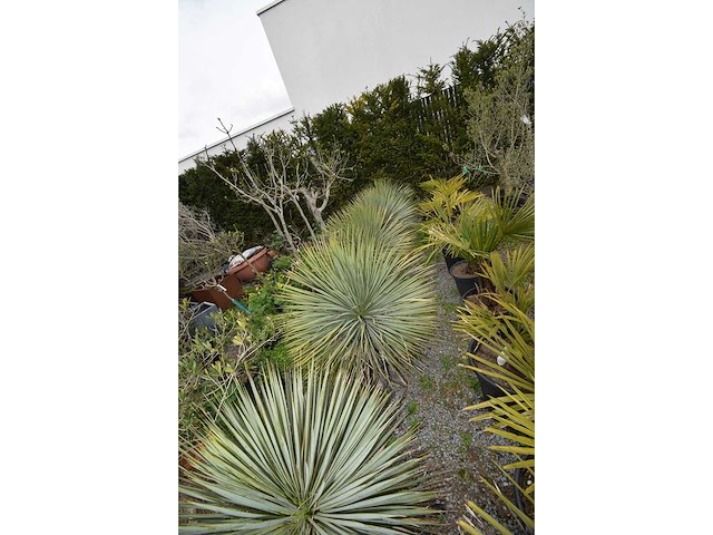 Yucca witte stam - mediterranean tree - afbeelding 2 van  8