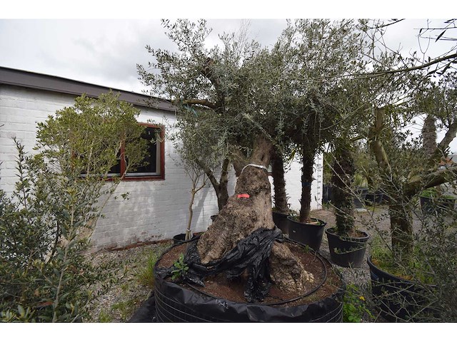 Zeer oude schuin uitlopende olijfboom - olive tree - afbeelding 1 van  9