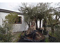 Zeer oude schuin uitlopende olijfboom - olive tree - afbeelding 1 van  9
