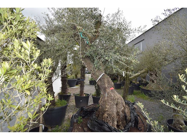 Zeer oude schuin uitlopende olijfboom - olive tree - afbeelding 2 van  9