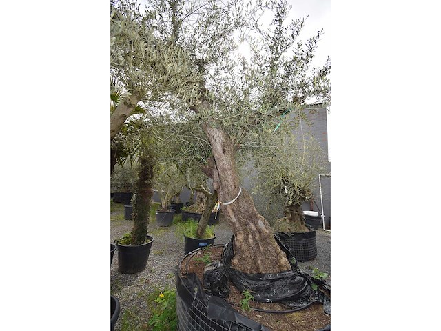 Zeer oude schuin uitlopende olijfboom - olive tree - afbeelding 3 van  9
