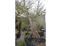 Zeer oude schuin uitlopende olijfboom - olive tree - afbeelding 3 van  9