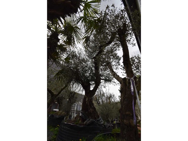 Zeer oude schuin uitlopende olijfboom - olive tree - afbeelding 4 van  9