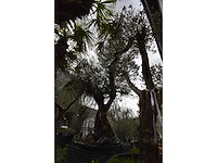Zeer oude schuin uitlopende olijfboom - olive tree - afbeelding 4 van  9